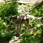 Wolf im Tierpark im Skansen in Stockholm