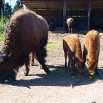 nordamerikanische Bisons im Smålandet Markaryds Älgsafari